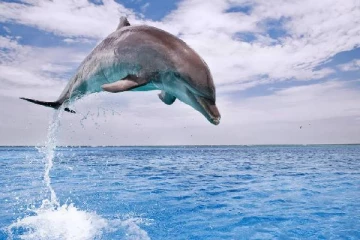 யமுனை ஆற்றில் சிக்கிய டால்பினை சமைத்து சாப்பிட்டவர்கள் கைது