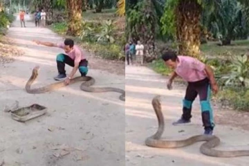 பயங்கரமாக படமெடுத்து வந்த ராஜ நாகம்: துணையை தேடி வந்ததா? மக்கள் கூறும் உண்மை