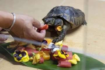 சுவிட்சர்லாந்தில் வாழும் அபூர்வ இரண்டுதலை ஆமை குறித்து வெளியாகியுள்ள தகவல்