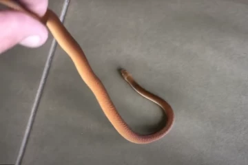 கிறிஸ்துமஸ் மரத்தின் அடியில் இருந்த உலகின் 2வது கொடிய விஷப் பாம்பு: அவுஸ்ரேலியாவில் அதிர்ச்சியில் உறைந்த குடும்பம்