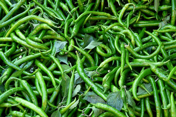 1 கிலோ பச்சைமிளகாய் 1000 ரூபாய் - நாட்டு மக்களுக்கு பேரிடி..! | Price Of Green Chillies 1Kg 1000 Rupees