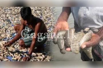 ලංකාවෙන් චීනයට තහනමක්..