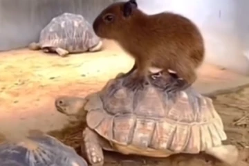 ஆமை மீது சாவகாசமாக சவாரி செய்யும் அணில்குட்டி! இணையத்தை கலக்கும் அரிய காட்சி