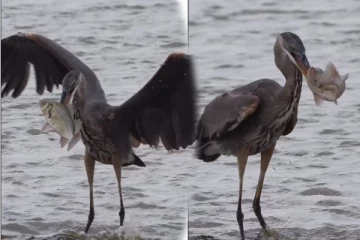 Viral Video: ஓடும் தண்ணீரில் அசால்ட்டான மீன் வேட்டை... நிச்சயம் திரும்ப திரும்ப பார்ப்பீங்க
