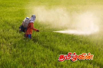 அதிகரித்து வரும் இரசாயன உரப்பாவனை : உவராகும் விளைநிலங்கள்