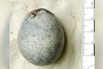 1700 ஆண்டுகள் பழமையான கோழி முட்டை கண்டுபிடிப்பு : ஆச்சரியத்தில் ஆராய்ச்சியாளர்கள்