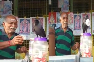 தினமும் டீக்கடைக்காரரிடம் பால் ஏடு பெற்றுச் செல்லும் காக்கை - வியக்க வைக்கும் வீடியோ!