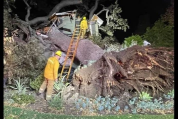 துப்புரவு தொழிலாளி மீது மரம் சாய்ந்து விபத்து : மேம்பாலப் பணியில் ஈடுபட்டிருந்தபோது நடந்த விபரீதம்