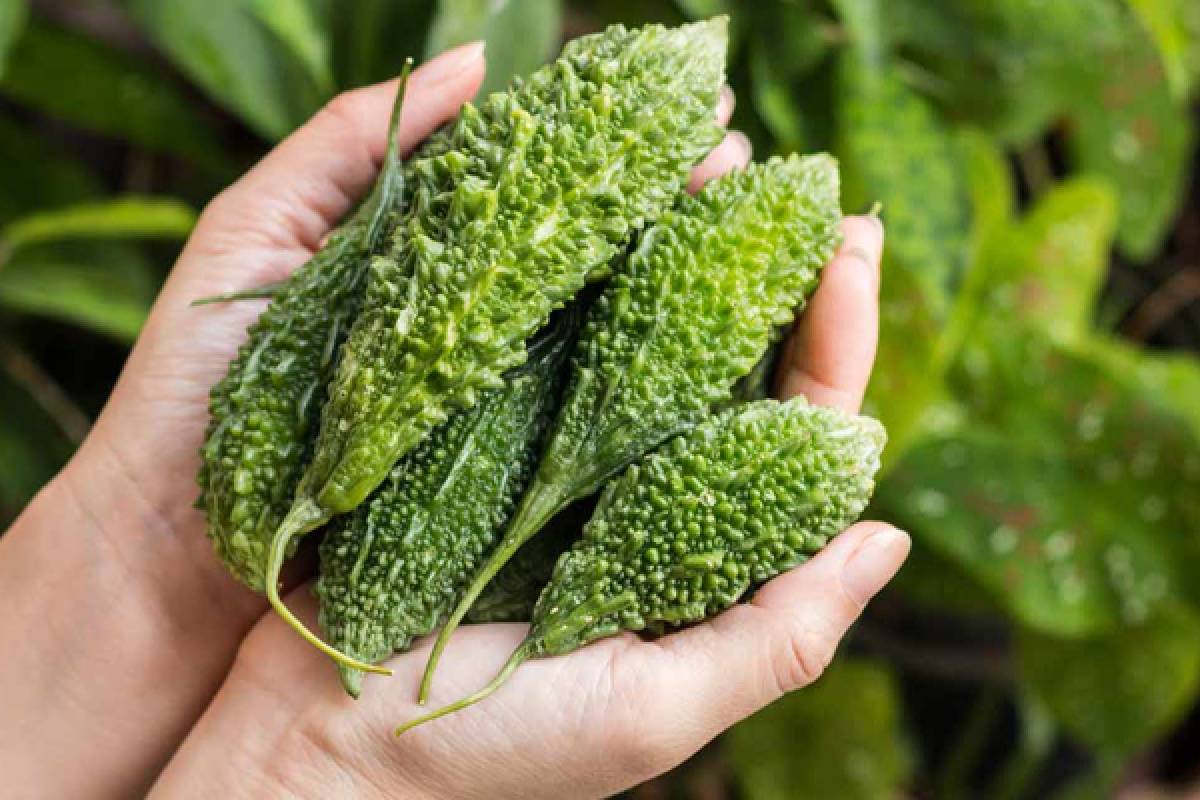 நீரிழிவு நோயாளிகள் பாகற்காயை எப்படி சாப்பிடுவது? | How Should Diabetics Eat Bitter Gourd