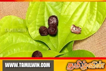 வெற்றிலை விலை உயர்வு