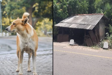 யாழில் மூதாட்டியின் சடலத்தைக் காட்டிக் கொடுத்த வளர்ப்பு நாய் (Video)