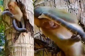 Viral Video: குரங்கை தாவிக்கடித்த இராஜாளி நாகம் திகில் காணொளி