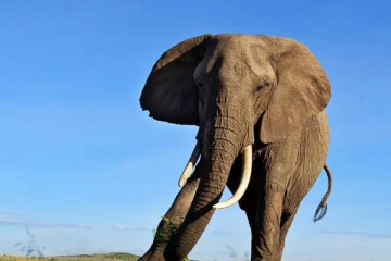 சாமி பாடலுக்கு நடனமாடிய யானை:வைரலாகும் காணொளி