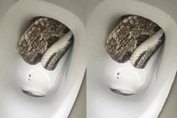 அமெரிக்காவில் அழையா விருந்தாளியால் அரண்டுபோன குடும்பத்தினர்!