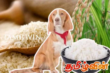 இலங்கையின் அரிசித் தட்டுபாட்டுக்கு காரணமான நாய்கள்!