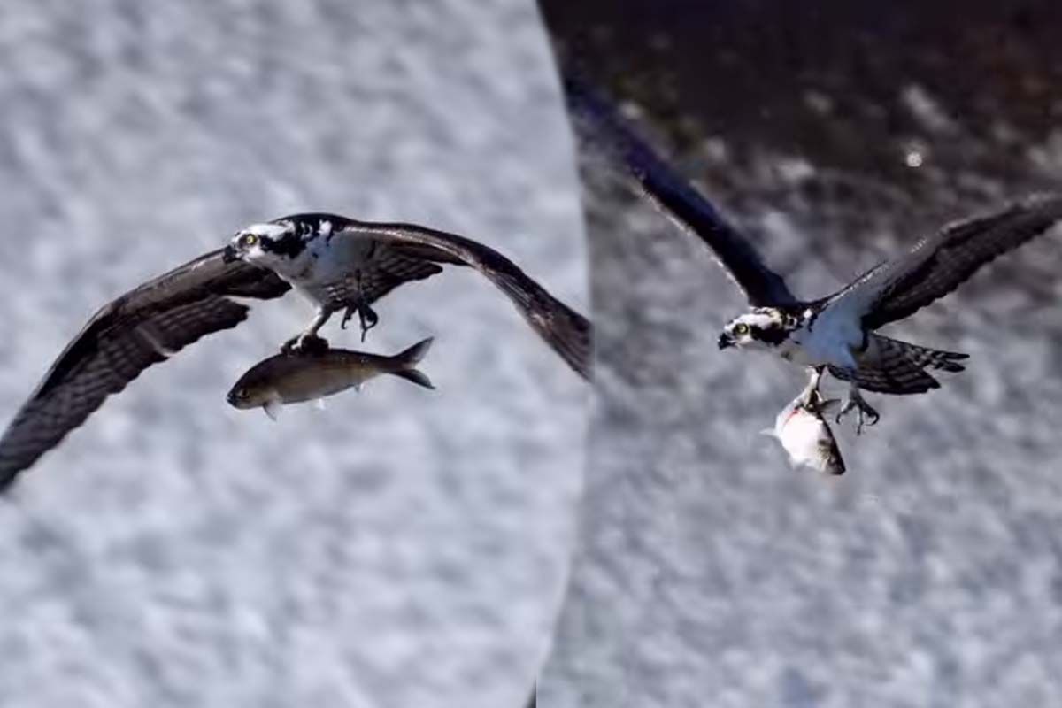 Viral Video: மீனுடன் வானில் விமானம் போன்று பறக்கும் கழுகு | Eagle Hunt Fish Super Flying Viral Video