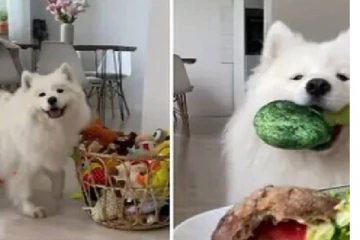 குடும்ப பெண்களையும் மிஞ்சி விடும் போல… மில்லியன் பேரை வியக்க வைத்த  கியூட் நாய்