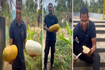 இயக்கச்சி றீ(ச்)ஷாவில் வெள்ளரிப்பழ அறுவடை