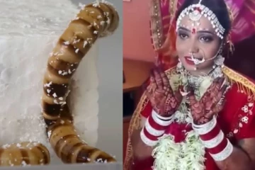 பிளாஸ்டிக்குகளை உணவாக உண்ணும் புழுக்களை கண்டுபிடித்த விஞ்ஞானிகள்