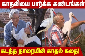 காதலியை பார்க்க கண்டங்கள் கடந்த நாரை (வீடியோ)