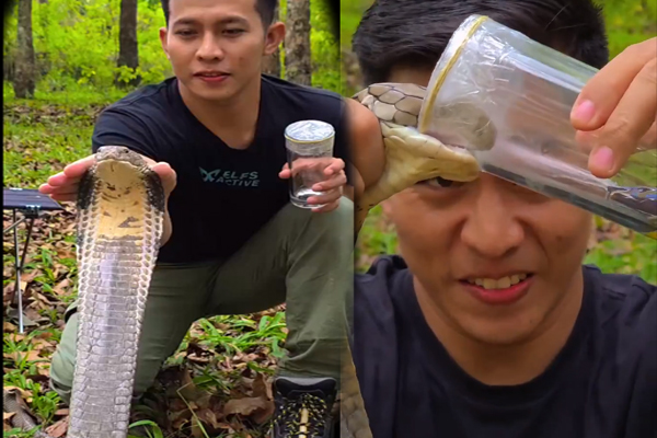 extracting to snake venom man