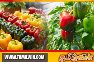 றீ(ச்)ஷாவில் குடை மிளகாய் செய்கை அமோகம்