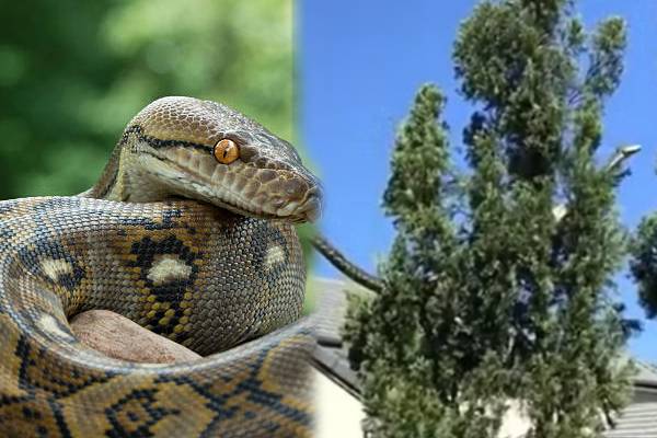 python-snake-climbs-on-tree