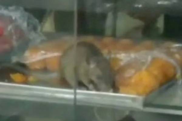 யாழில் எலி கடித்த உணவுப் பொருள் விற்பனை! | Sale Of Rat Bitten Food In