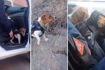 உக்ரைன் இராணுவ வீரர்கள் மத்தியில் கதாநாயகனாக வலம் வரும் மோப்பநாய்! குவியும் பாராட்டு (VIDEO)