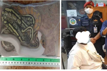 உள்ளாடைக்குள் பாம்புகள் ; வெளிநாட்டு அதிகாரிகளுக்கு அதிர்ச்சி கொடுத்த இலங்கையர்