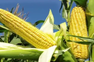 விவசாய அமைச்சின் அறிவிப்பு