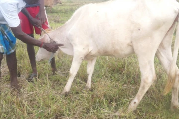 கால்நடை வளர்ப்புகளில் தீவிரமடையும் நோய்த்தொற்று (photos)