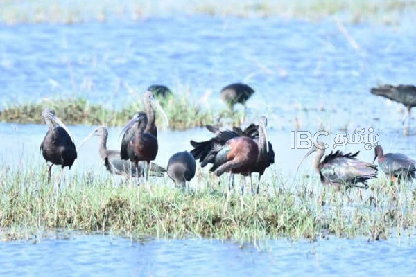 யாழில் முறையற்ற கழிவகற்றலால் பெரும் பாதிப்பு | Warning Over Illegal Sewage Disposal In Jaffna