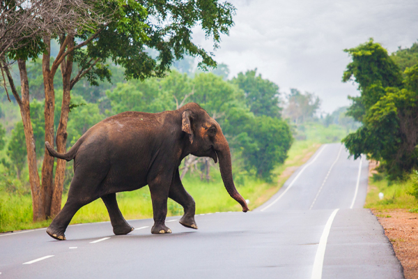 வவுனியாவில் யானை தாக்கி இருவர் படுகாயம் | Two Injured In Elephant Attack In Kanagarayankulam