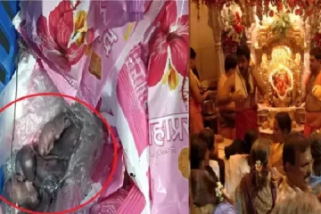 ஓயாத லட்டு சர்ச்சை - கோயில் பிரசாதத்தில் கிடந்த எலிக்குஞ்சுகள்?