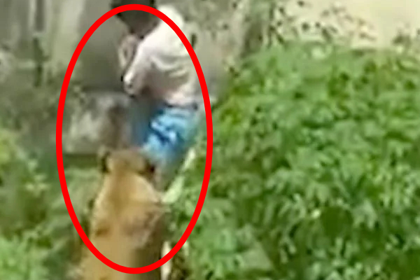 பிரேசில் உயிரியல் பூங்காவில் சிங்கத்திடம் மாட்டியவருக்கு நேர்ந்த கதி | Man Death Mauled By A Lion At A Brazilian Zoo