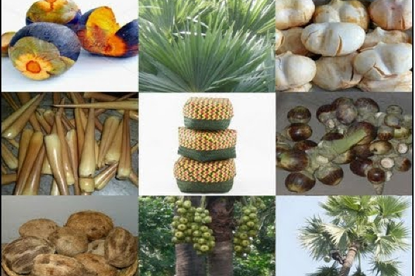 வடக்கு - கிழக்கு பனை வள அபிவிருத்தித் துறையில் மோசடி - சுரேஸ் பிரேமச்சந்திரன் | Unsuitable Select Palm Resources Development