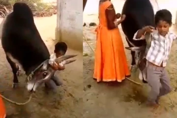 அடேய்.. அது ஜல்லிக்கட்டு காளைடா.. சிறுவர்களின் கியூட் ஜல்லிக்கட்டு வீடியோ வைரல்.!