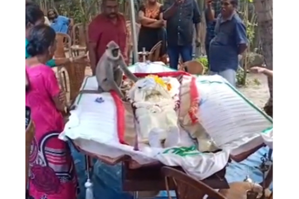 பலரை கண்ணீரில் ஆழ்த்திய குரங்கு - மட்டக்களப்பில் நெகிழ்ச்சி சம்பவம்(Video) | A Monkey That Makes Many People Cry