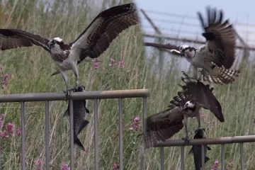 Viral Video: மீனை தட்டிப்பறிக்க வந்த கழுகு! தலைதெறிக்க ஓட வைத்த தருணம்