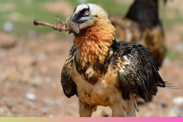 எலும்புகளை‌ அப்படியே விழுங்கும் கழுகுகள்! அசர வைக்கும் வாழ்க்கை முறை | Bone Eater Eagles How To Eat Whole Bone