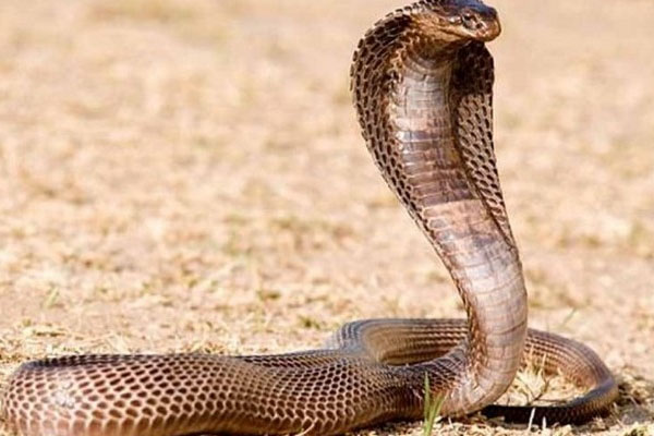 இந்த 8 பொருட்களும் சிவனுடன் இருப்பதற்கு இது தான் காரணமா? | Reason Why These 8 Objects Are With Shiva