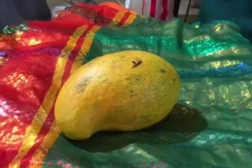 வவுனியாவில் 162,000 ரூபாய்க்கு ஏலத்தில் விற்கப்பட்ட மாம்பழம்