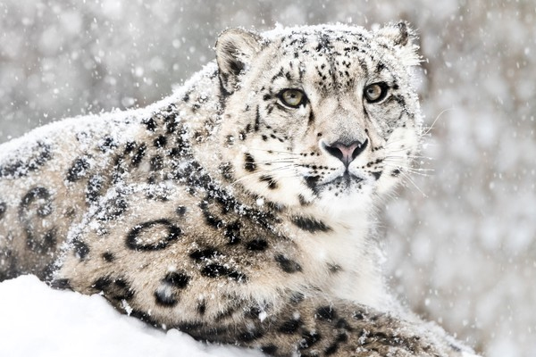 இந்தியாவிலுள்ள பனிச்சிறுத்தைகள் பற்றிய தகவல் | Information About Snow Leopards In India