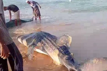 மீனவர்களின் வலையில் சிக்கிய 8 அடி ராட்சத சுறா