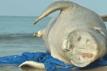 දැවැන්ත සත්වයෙකු මුහුදට ගොඩ ගසයි..