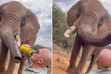 யானைக்கு பியர் அருந்தக் கொடுத்த சுற்றுலா பயணி; சர்ச்சையான காணொளி