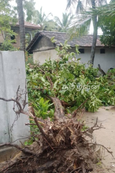மட்டக்களப்பில் பலத்த காற்றுடன் மழை: பல வீடுகள் சேதம்-போக்குவரத்து பாதிப்பு | Rain With Strong Winds In Batticaloa District