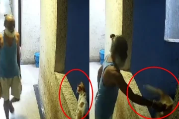 ஈவிரக்கமின்றி 12 ஆவது மாடியில் இருந்து பூனையைத் கீழே தள்ளிவிட்ட நபர்; கடும் கொந்தளிப்பு!