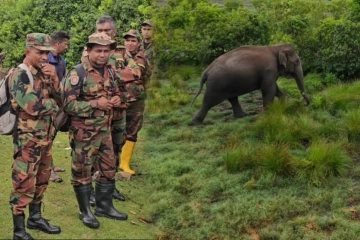 மட்டக்களப்பு- மாந்தீவு ஆற்று பகுதியில் தரித்து நிற்கும் காட்டு யானைகள்